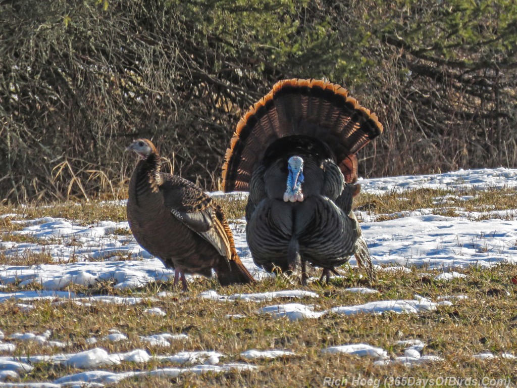 Y3-M03-Turkey-Courting-Saz-Zim-Bog-04