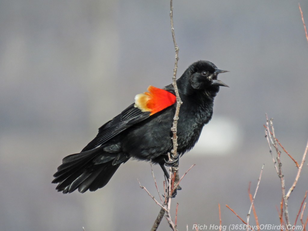 Y3-M03-Western-Waterfront-Red-Wing-Blackbird-Courting-2