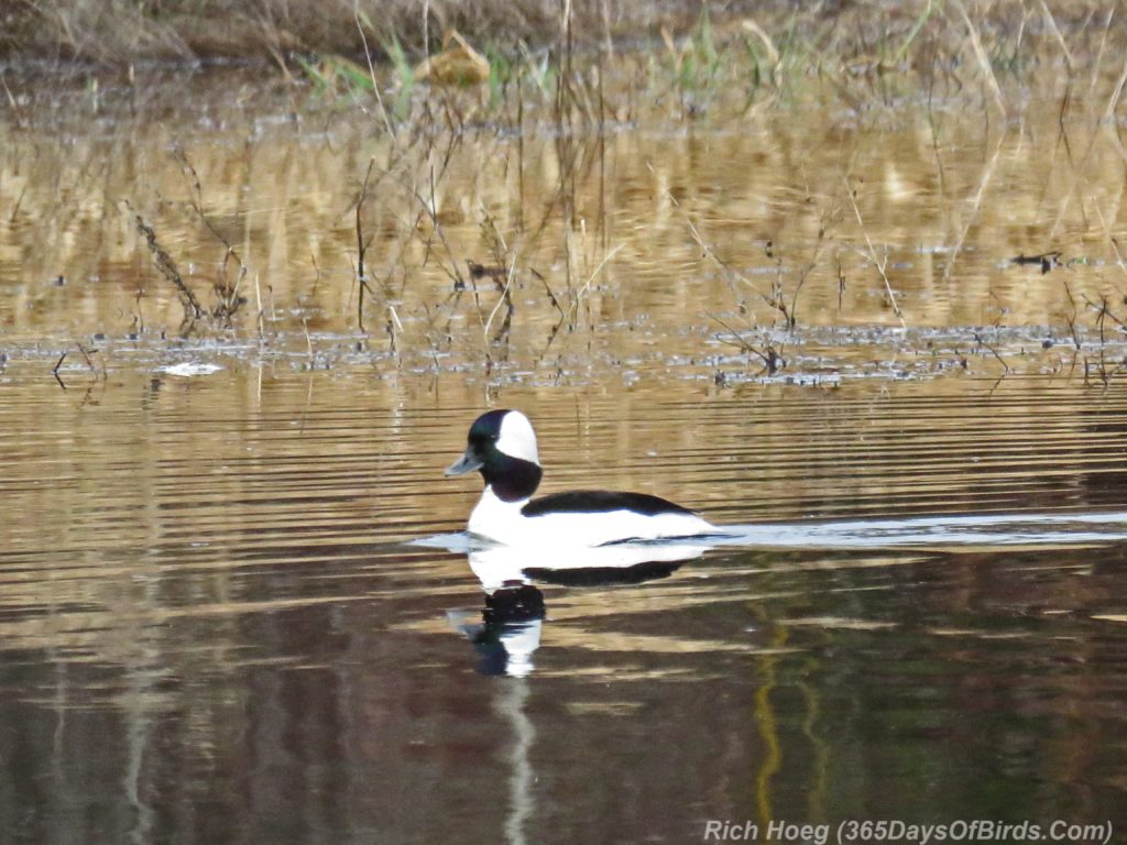 Bufflehead-1