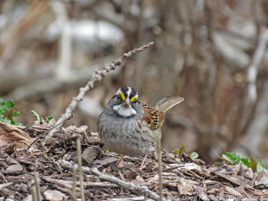 Y3-M04-Amity-Creek-White-Throated-Sparrow-2