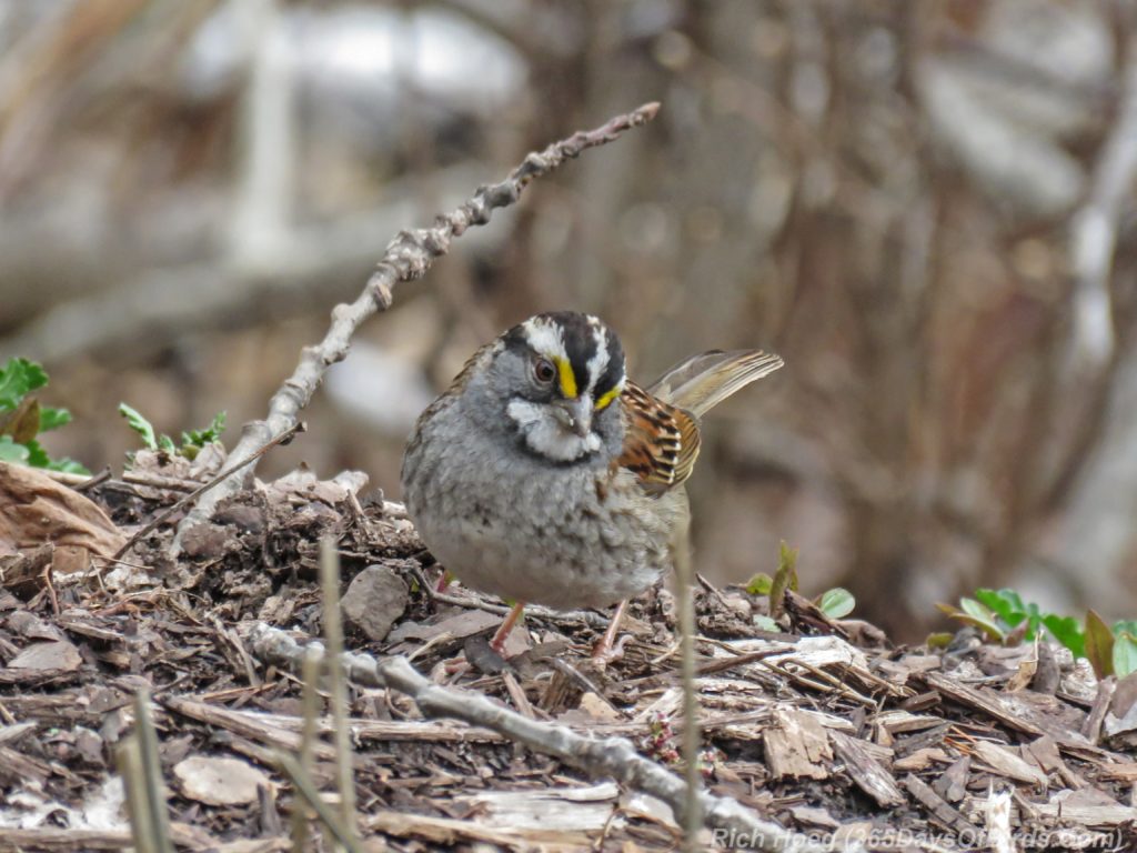 Y3-M04-Amity-Creek-White-Throated-Sparrow-3