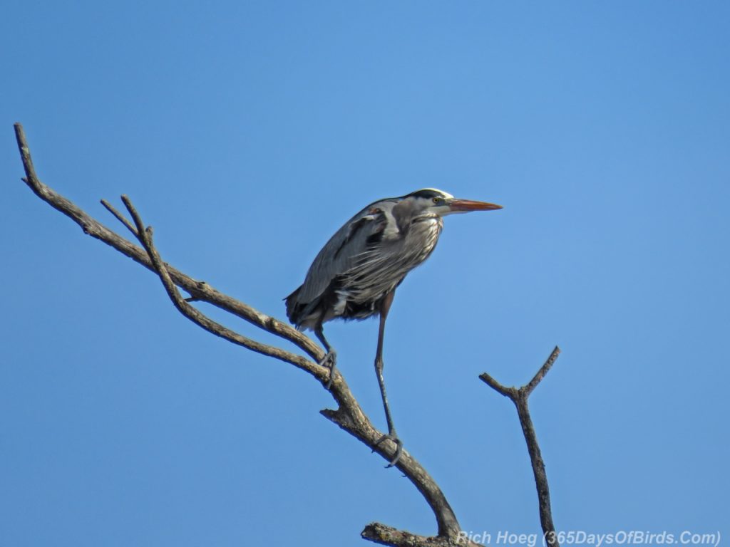 Y3-M04-Canosia-Great-Blue-Heron-1-Perched