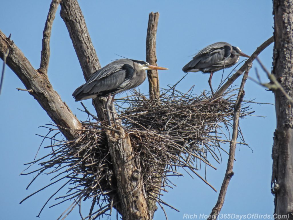 Y3-M04-Canosia-Great-Blue-Heron-2-Rookery-Nests