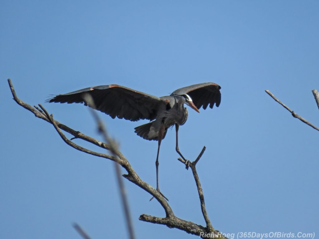 Y3-M04-Canosia-Great-Blue-Heron-4-Landing