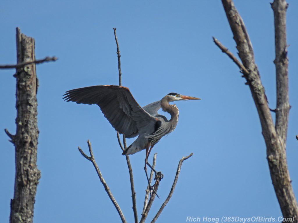 Y3-M04-Canosia-Great-Blue-Heron-7-Takeoff