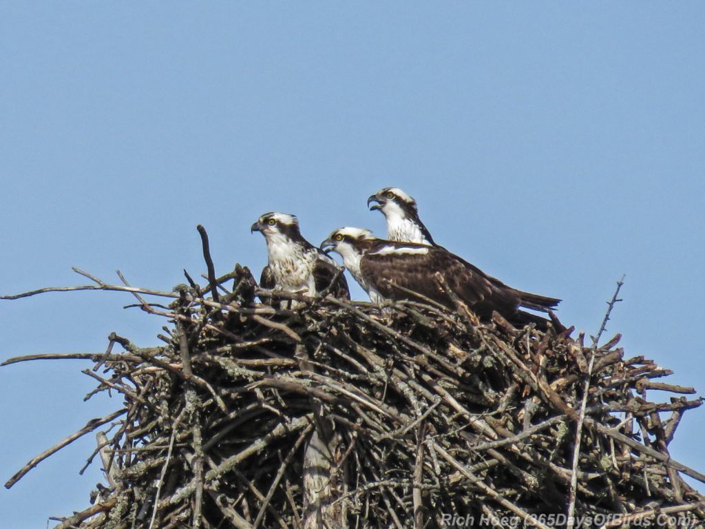 Y3-M04-Canosia-Osprey-Trio-2