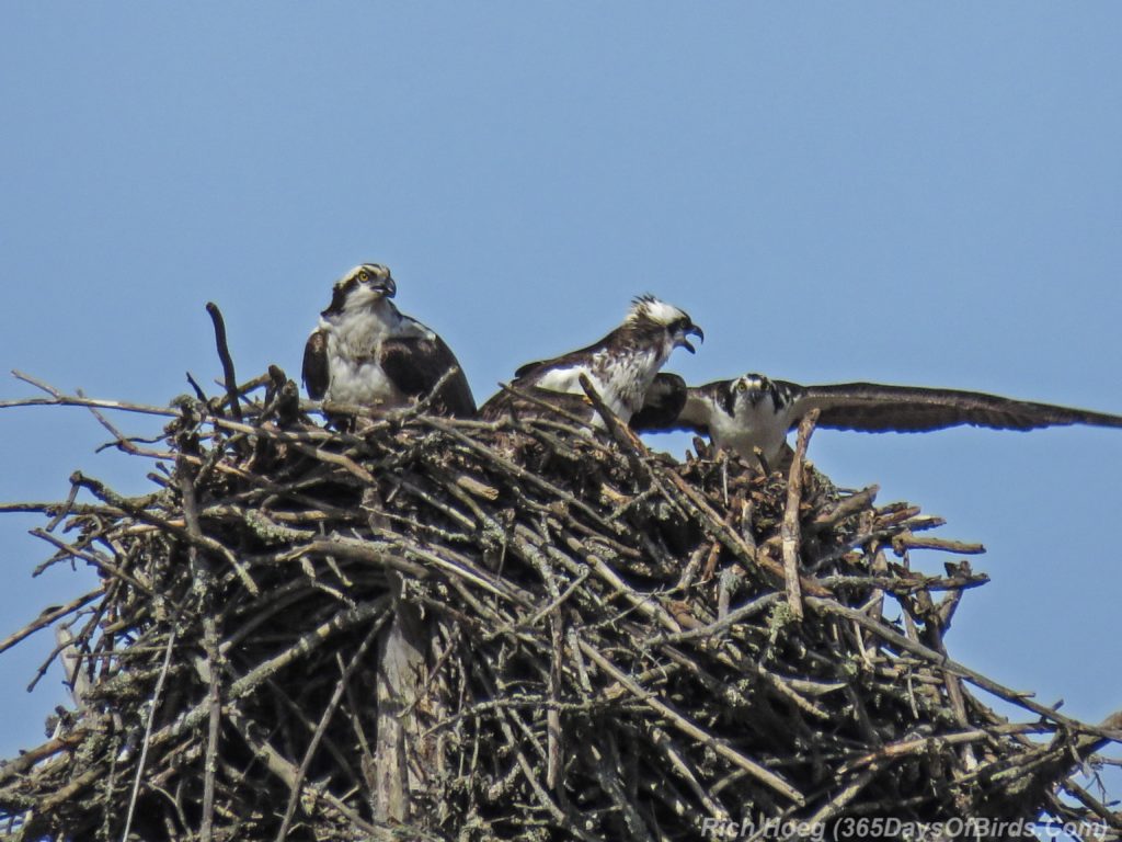 Y3-M04-Canosia-Osprey-Trio-6