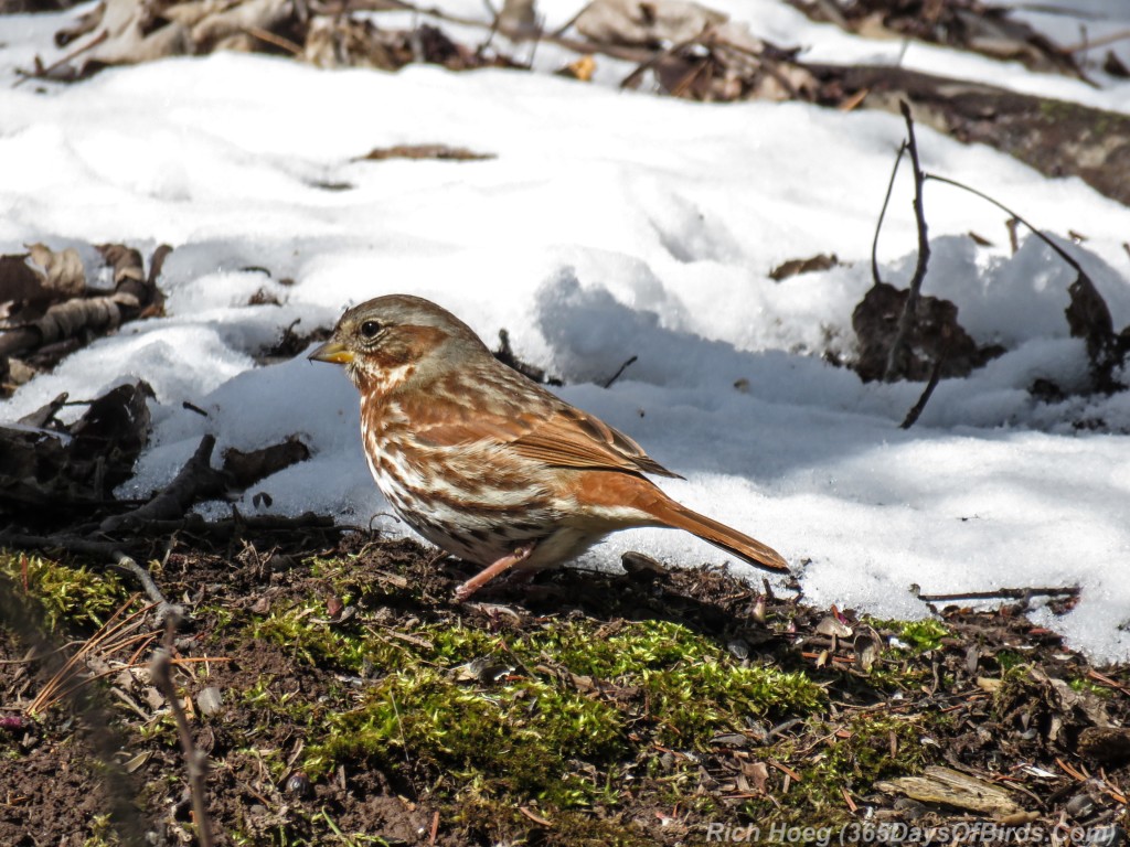 Y3-M04-Fox-Sparrow-3b