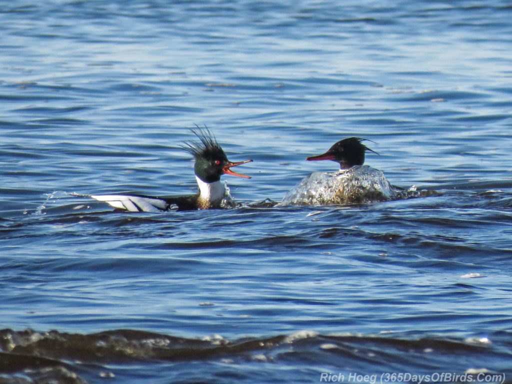 Y3-M04-Lester-River-Merganser-Morning-02-Red-Breasted-Quacking