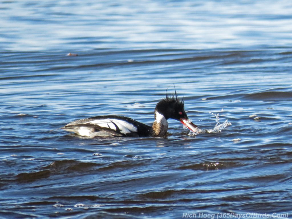 Y3-M04-Lester-River-Merganser-Morning-03-Red-Breasted-Smelt