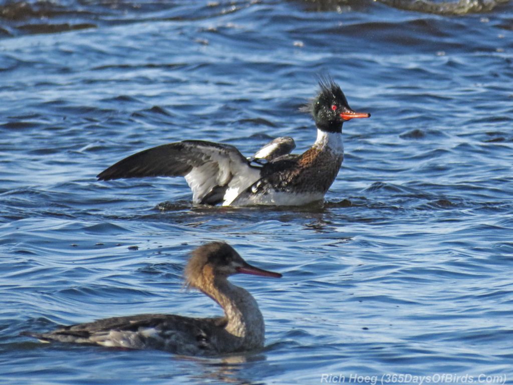 Y3-M04-Lester-River-Merganser-Morning-04-Red-Breasted-Flapping