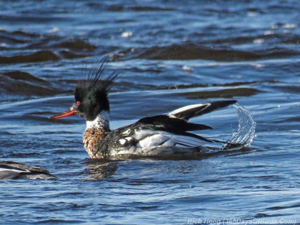 Y3-M04-Lester-River-Merganser-Morning-05-Red-Breasted-Splash