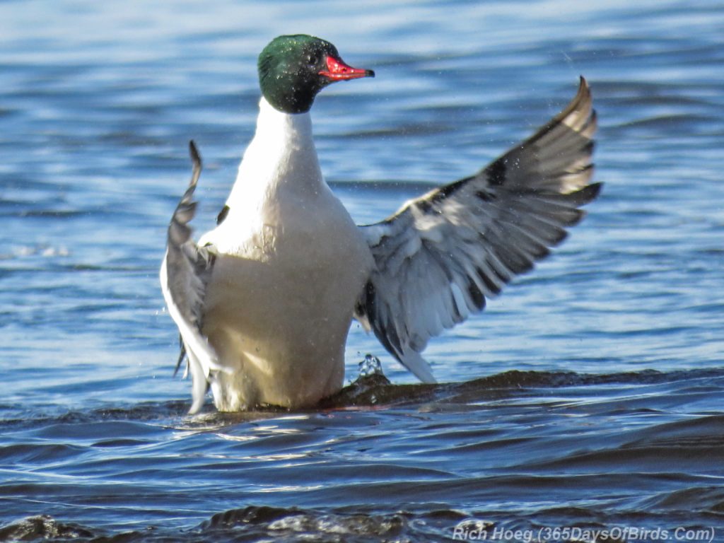 Y3-M04-Lester-River-Merganser-Morning-08-White-Breasted-Flapping