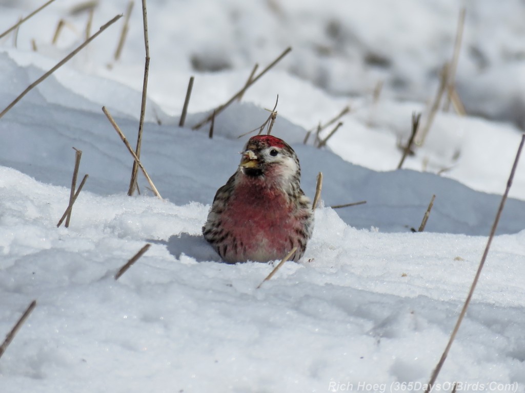 Y3-M04-Leucistic-Common-Redpoll