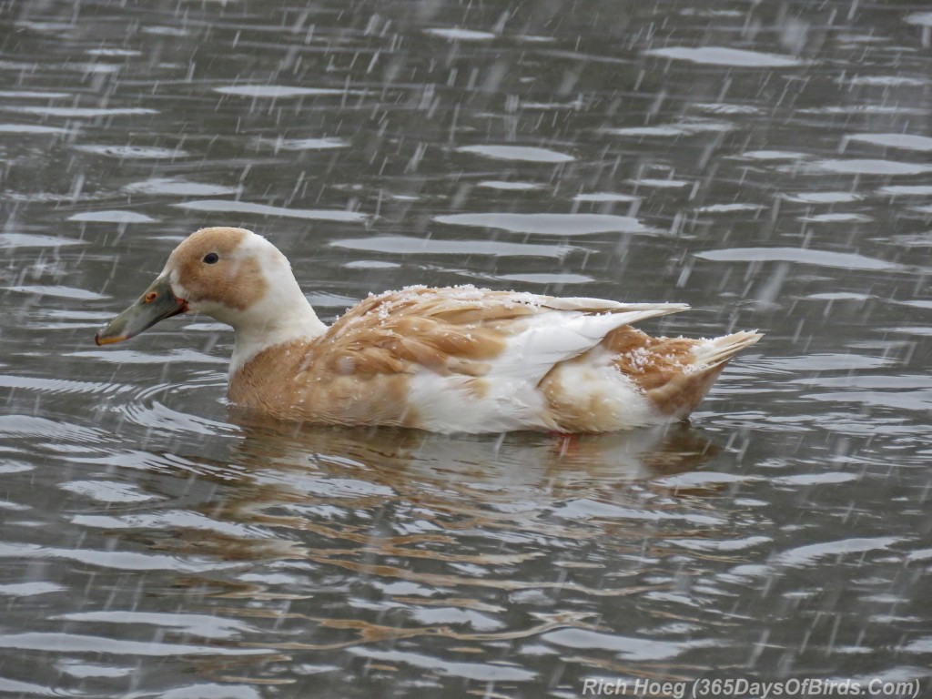 Y3-M04-Mallard-Off-Color-Duck-Pond-3