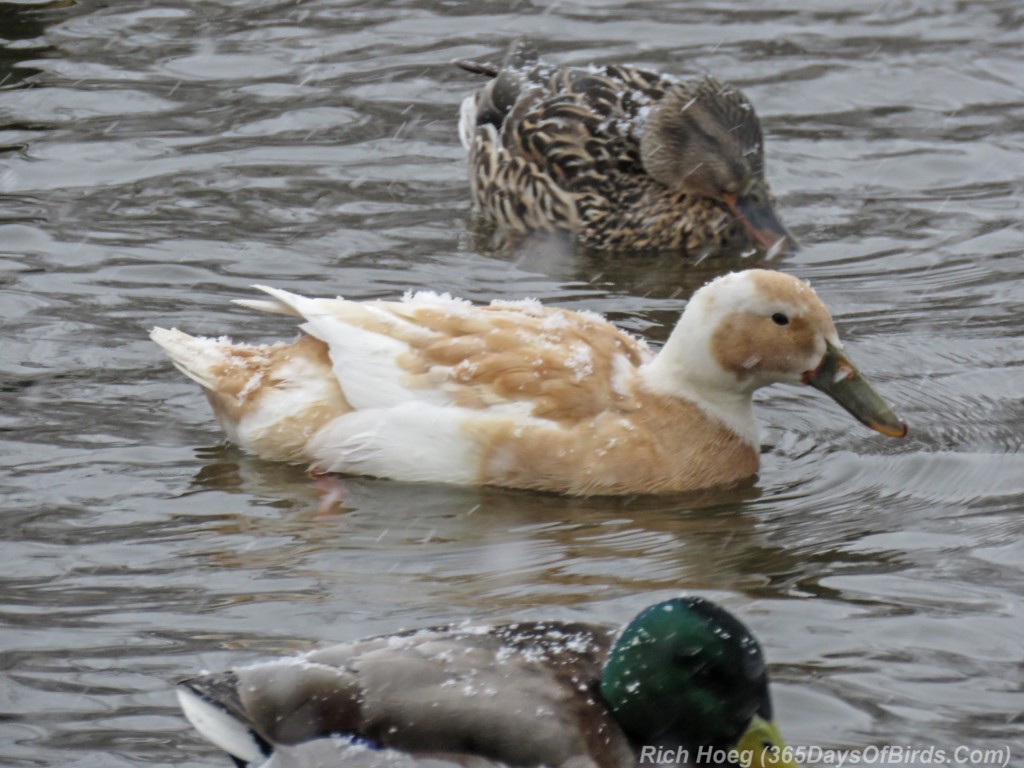 Y3-M04-Mallard-Off-Color-Duck-Pond-4