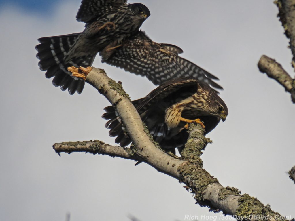 Y3-M04-Minnesota-Point-Merlins-Mating-1