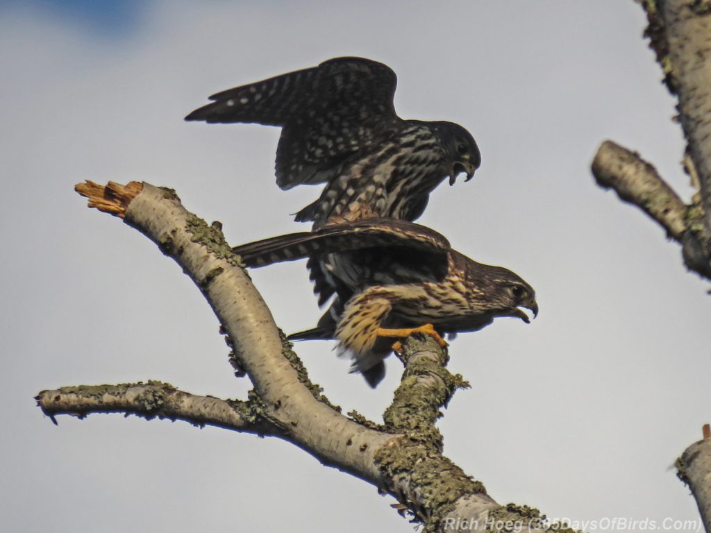 Y3-M04-Minnesota-Point-Merlins-Mating-2