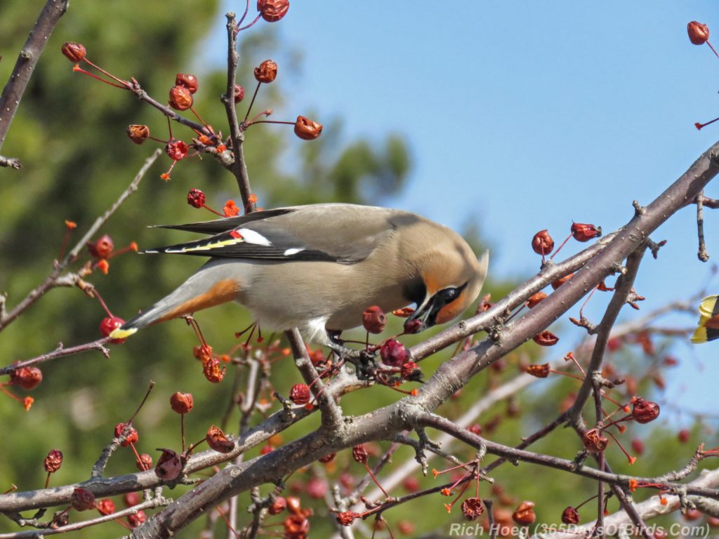 Y3-M04-Park-Point-Bohemian-Waxwings-Big-Stretch-3