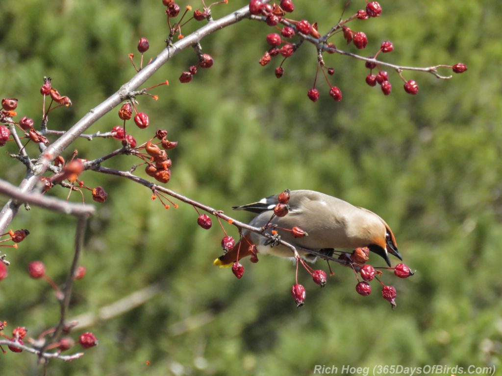 Y3-M04-Park-Point-Bohemian-Waxwings-Eating-Berries-1