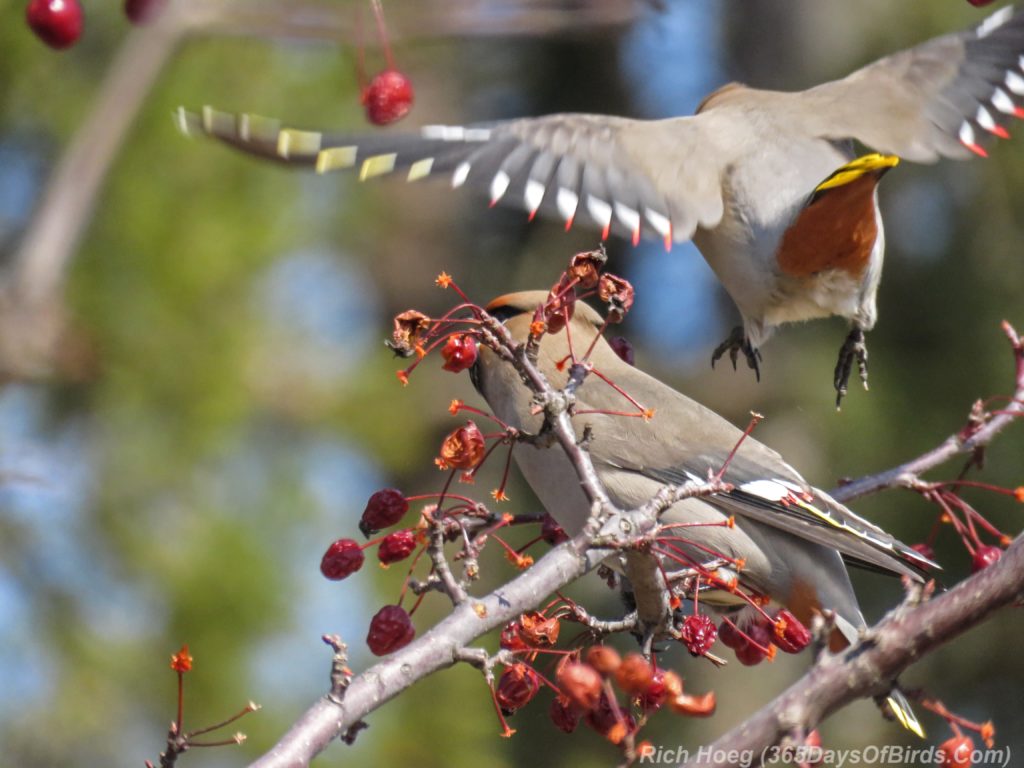 Y3-M04-Park-Point-Bohemian-Waxwings-Incoming