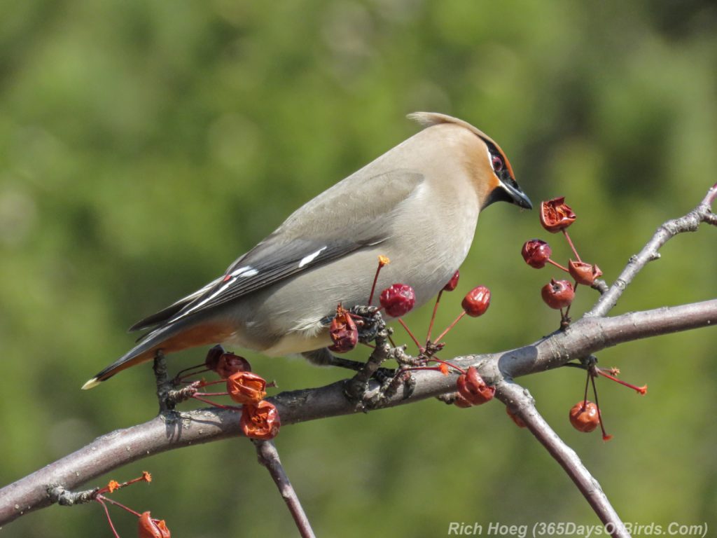 Y3-M04-Park-Point-Bohemian-Waxwings-Inspecting-1