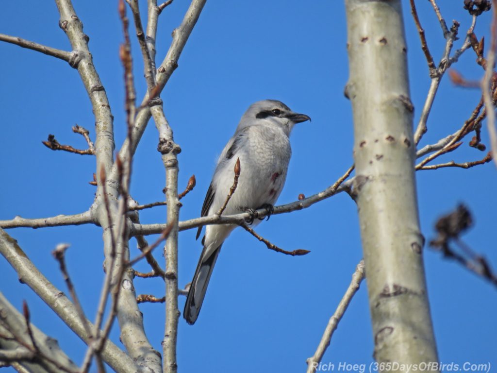 Y3-M04-Park-Point-Northern-Shrike-2