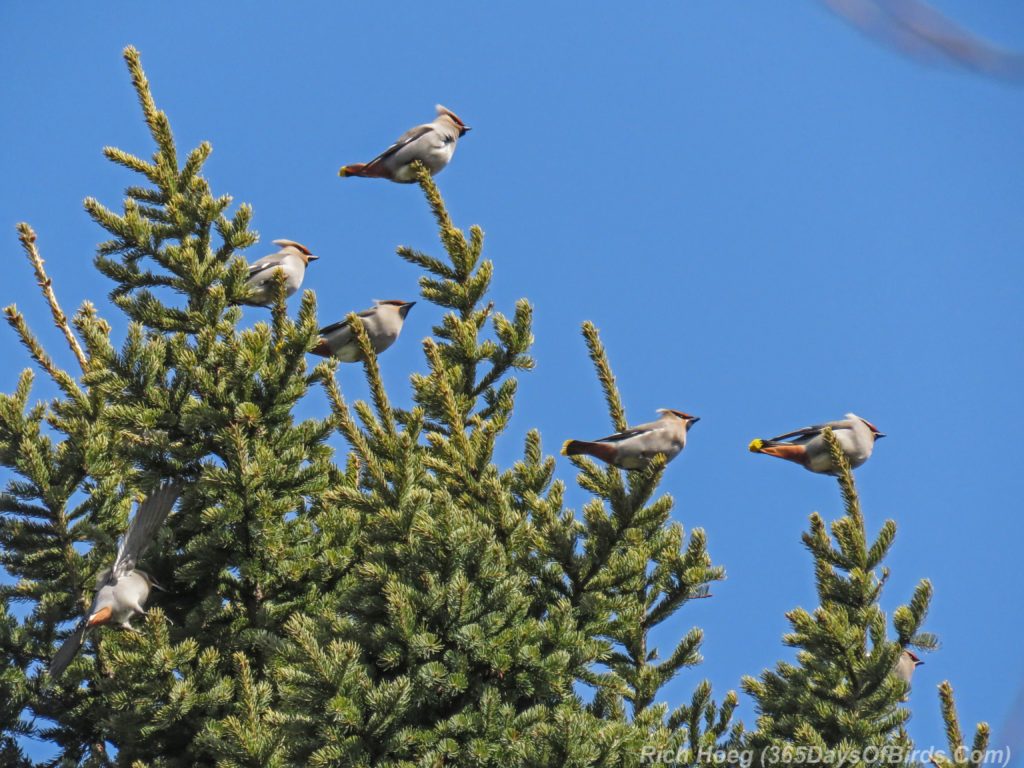 Y3-M04-Pine-Tree-Bohemian-Waxwings-Weathervane-3