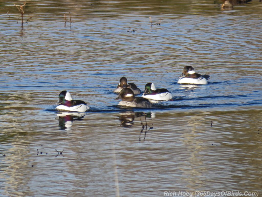 Y3-M04-Rossini-Road-Buffleheads-0