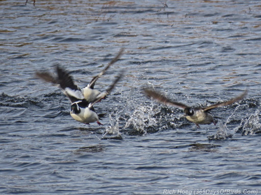 Y3-M04-Rossini-Road-Buffleheads-2-Flying