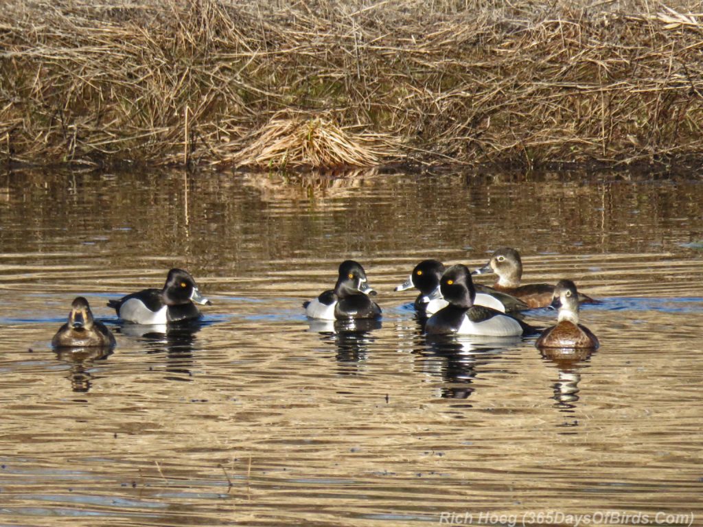 Y3-M04-Rossini-Road-Ring-Necked-Ducks-1