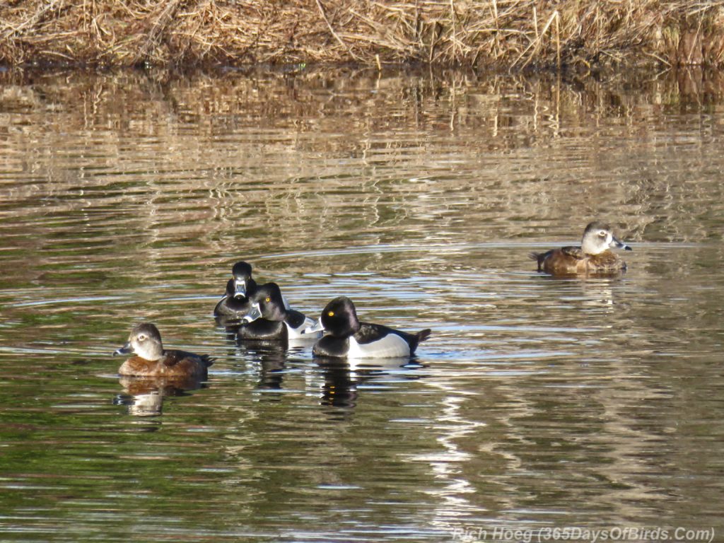 Y3-M04-Rossini-Road-Ring-Necked-Ducks-3