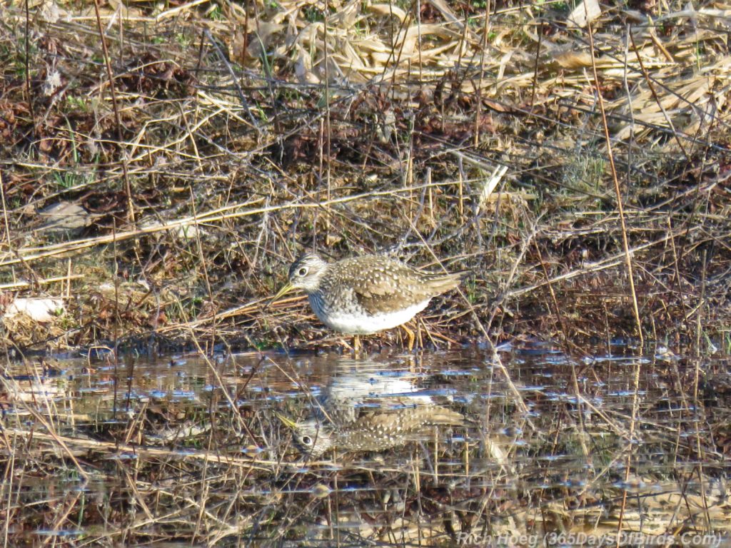 Y3-M04-Rossini-Road-Solitary-Sandpiper-1