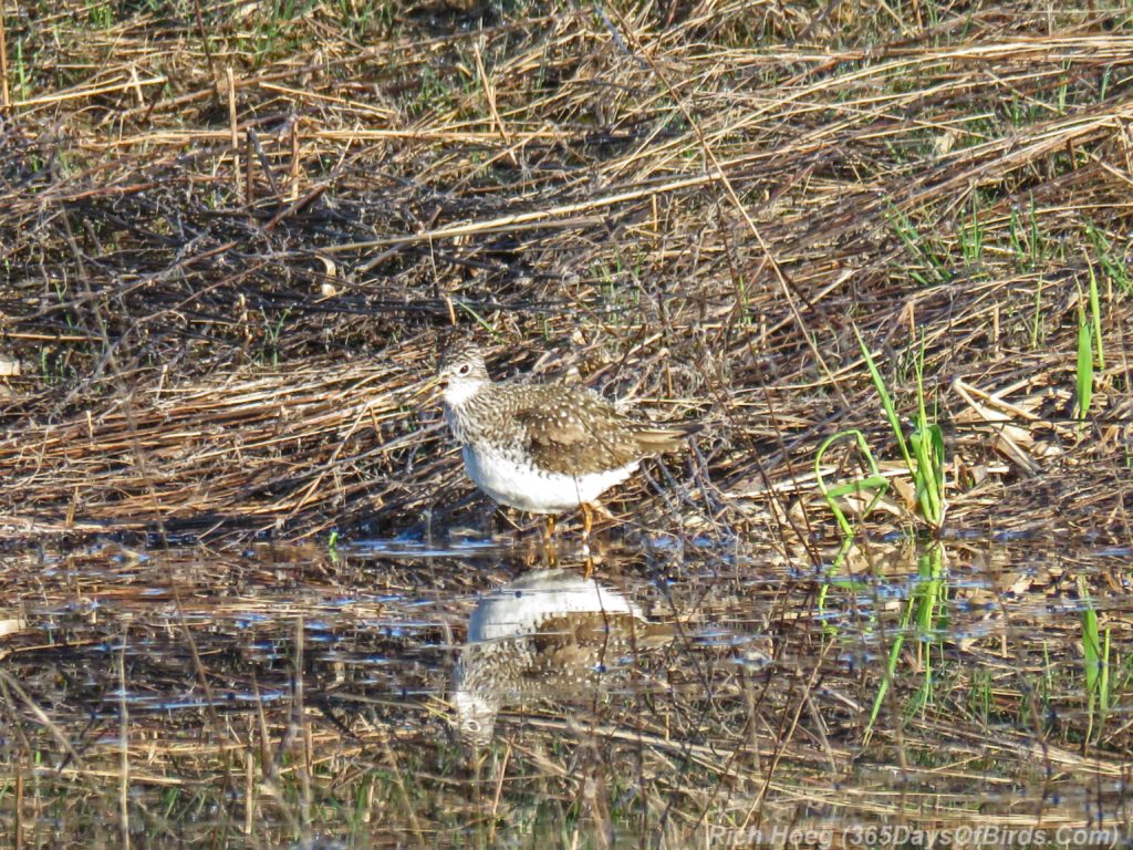 Y3-M04-Rossini-Road-Solitary-Sandpiper-3