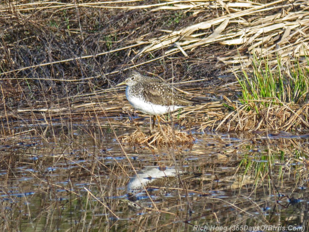 Y3-M04-Rossini-Road-Solitary-Sandpiper-6