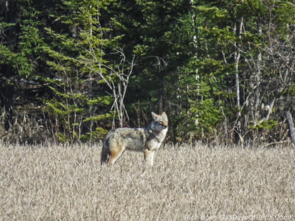 Y3-M04-Rossini-Road-Timberwolf