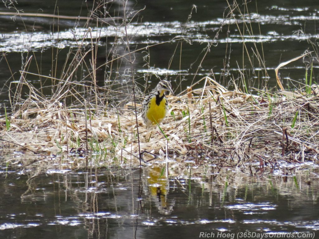 Y3-M04-Rossini-Road-Eastern-Meadowlark-2