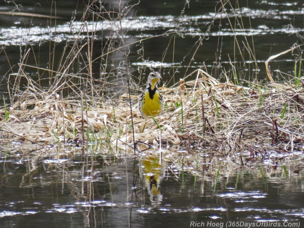 Y3-M04-Rossini-Road-Eastern-Meadowlark-3