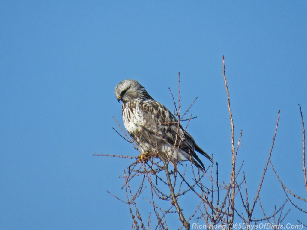 Y3-M04-Rough-Legged-Hawk-2