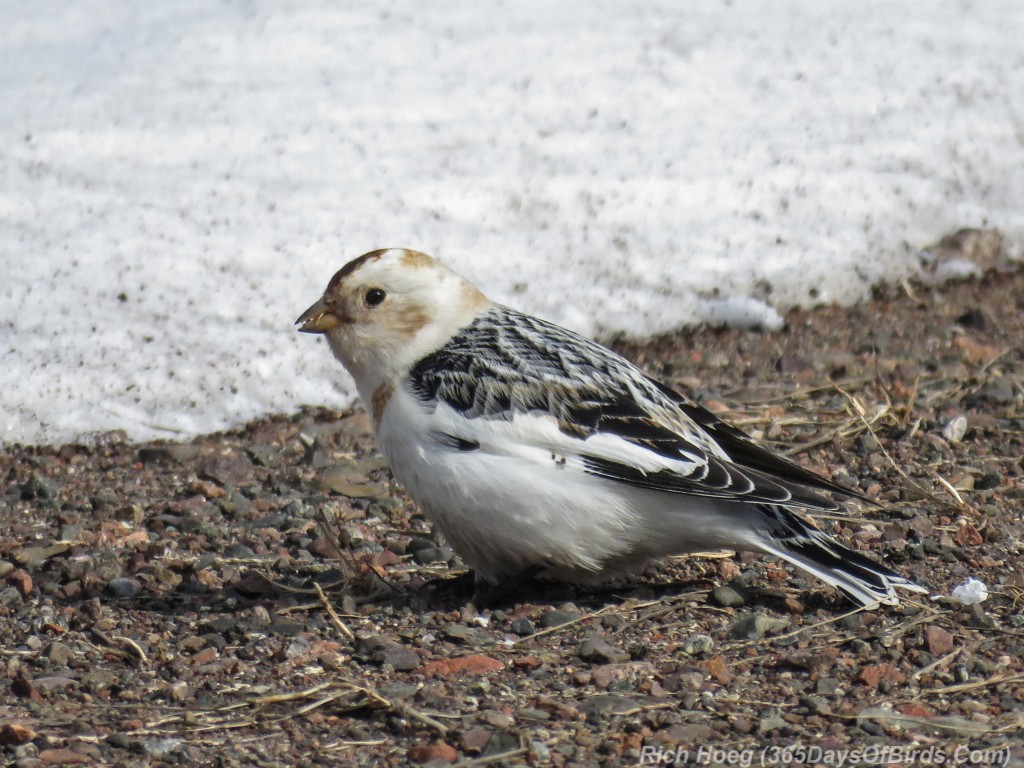 Y3-M04-Sand-River-Snow-Bunting-2