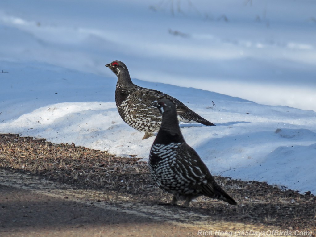 Y3-M04-Sand-River-Spruce-Grouse-1