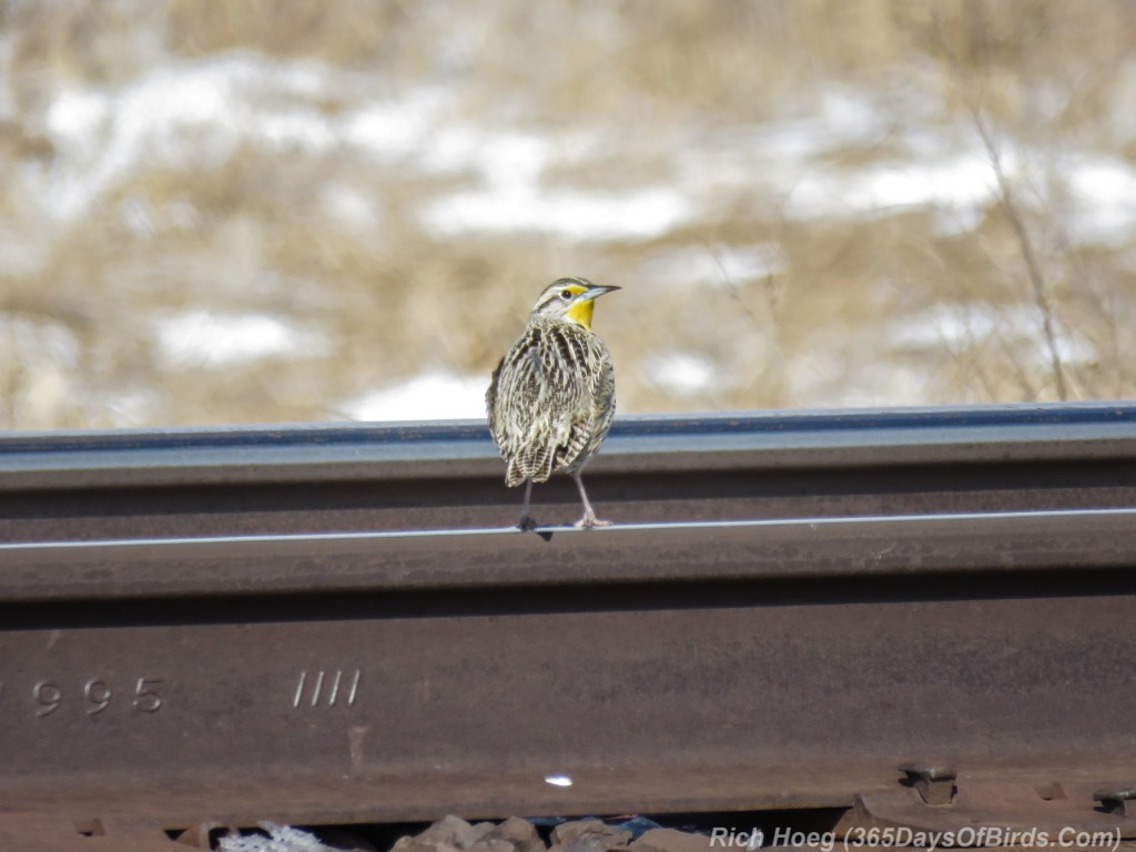 Y3-M04-Sax-Zim-Bog-Meadowlark