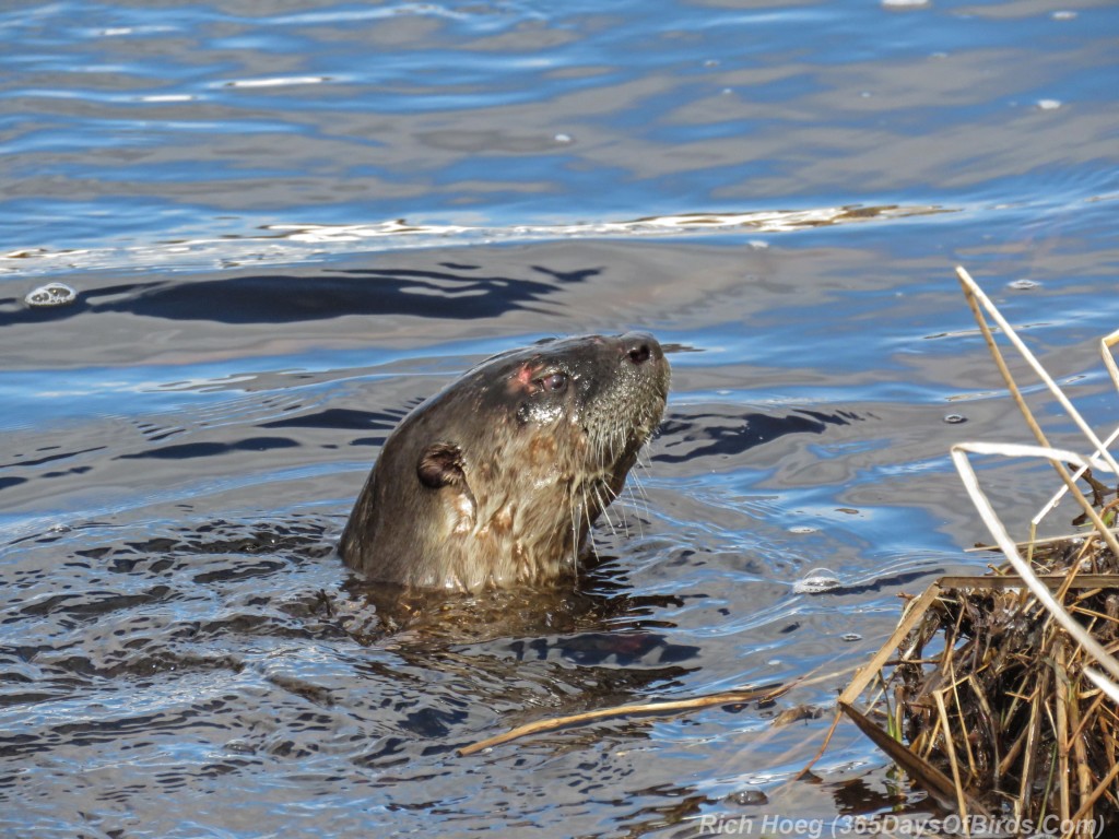 Y3-M04-Sax-Zim-Bog-Trapped-Otter-3