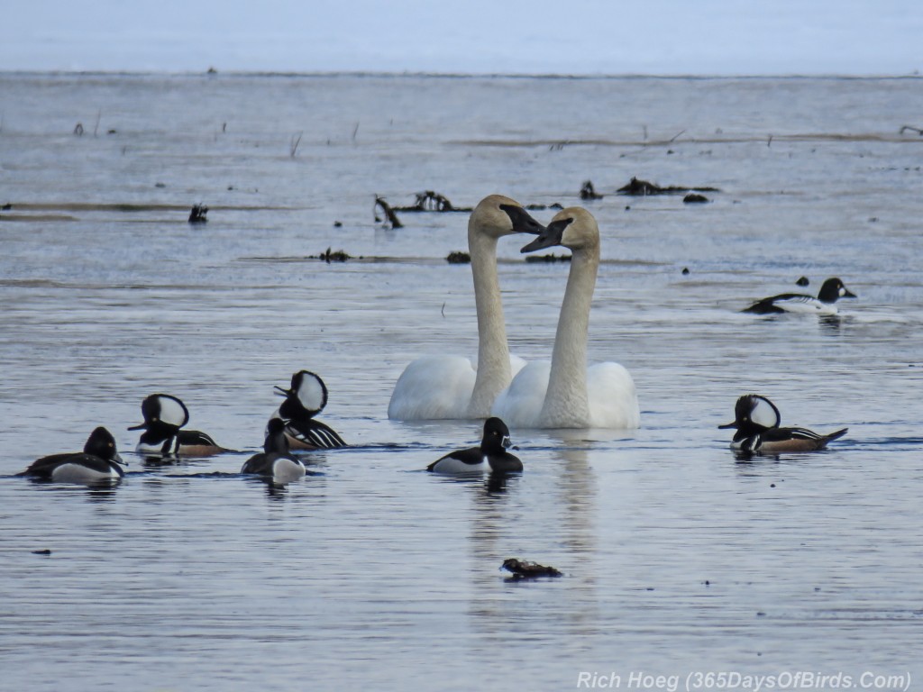 Y3-M04-Sax-Zim-Bog-Waterfowl-Passing-Through-4