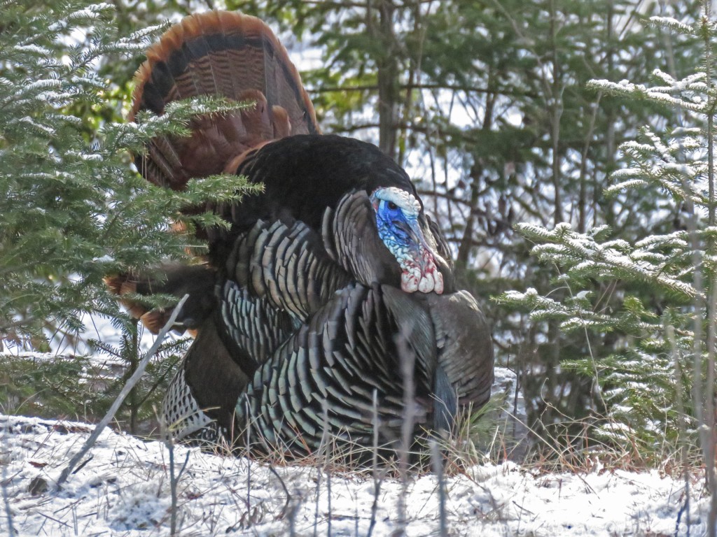 Y3-M04-Sax-Zim-Bog-Wild-Turkey-2