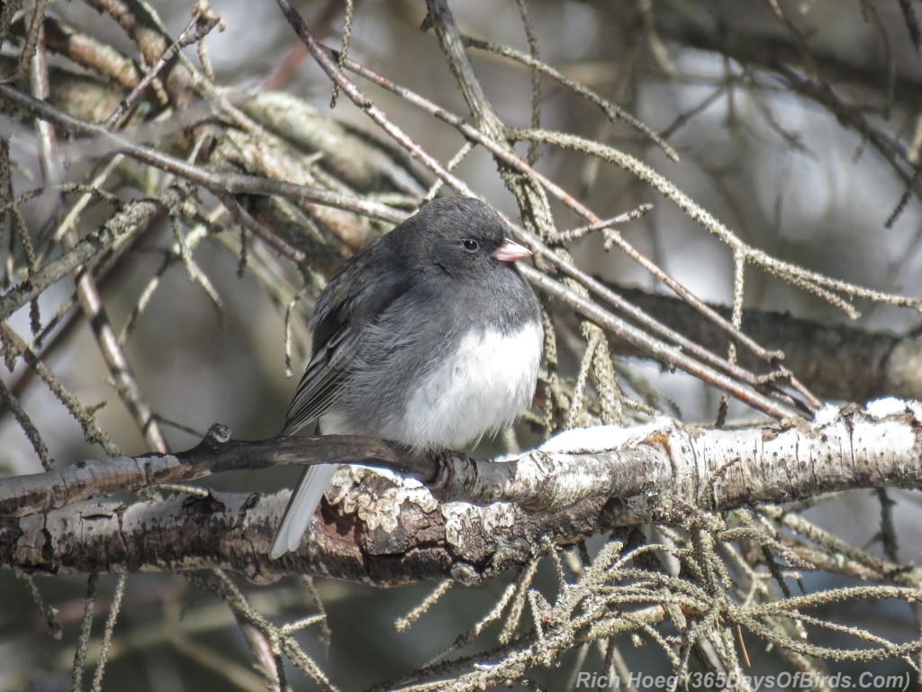 Y3-M04-Slate-Colored-Junco-1