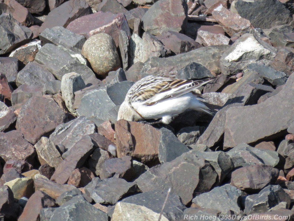 Y3-M04-Snow-Bunting-Head-Burried