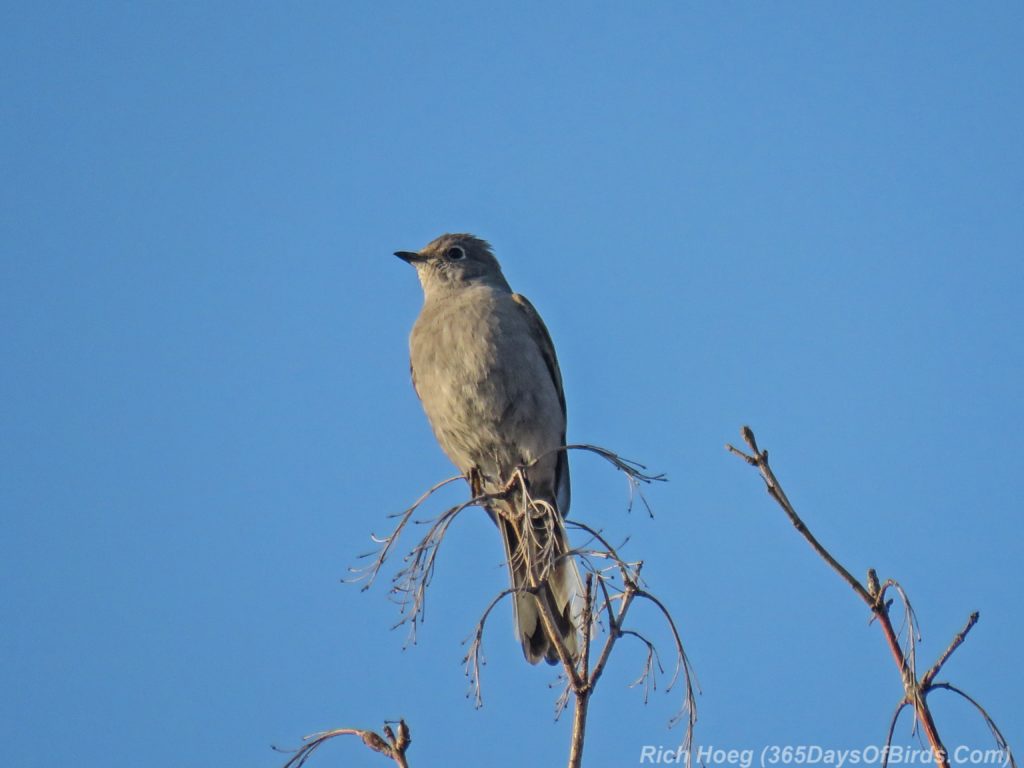 Y3-M04-Western-Waterfront-Townsend-Solitaire