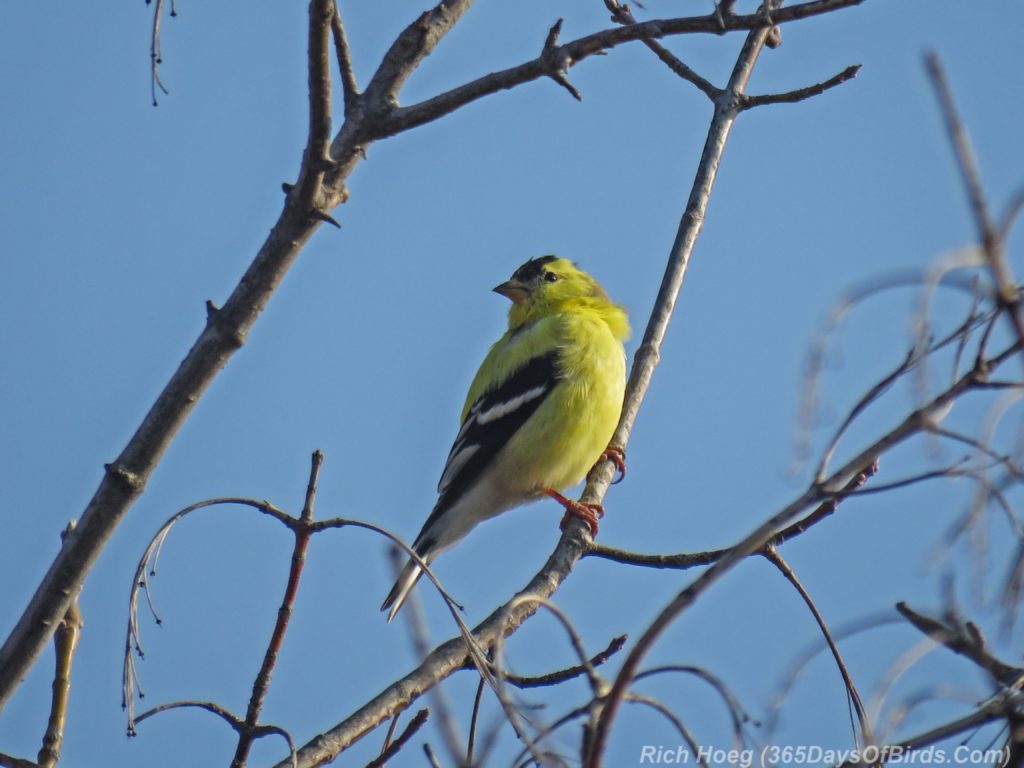 Y3-M04-Western-Waterfront-Trail-American-Goldfinch-1