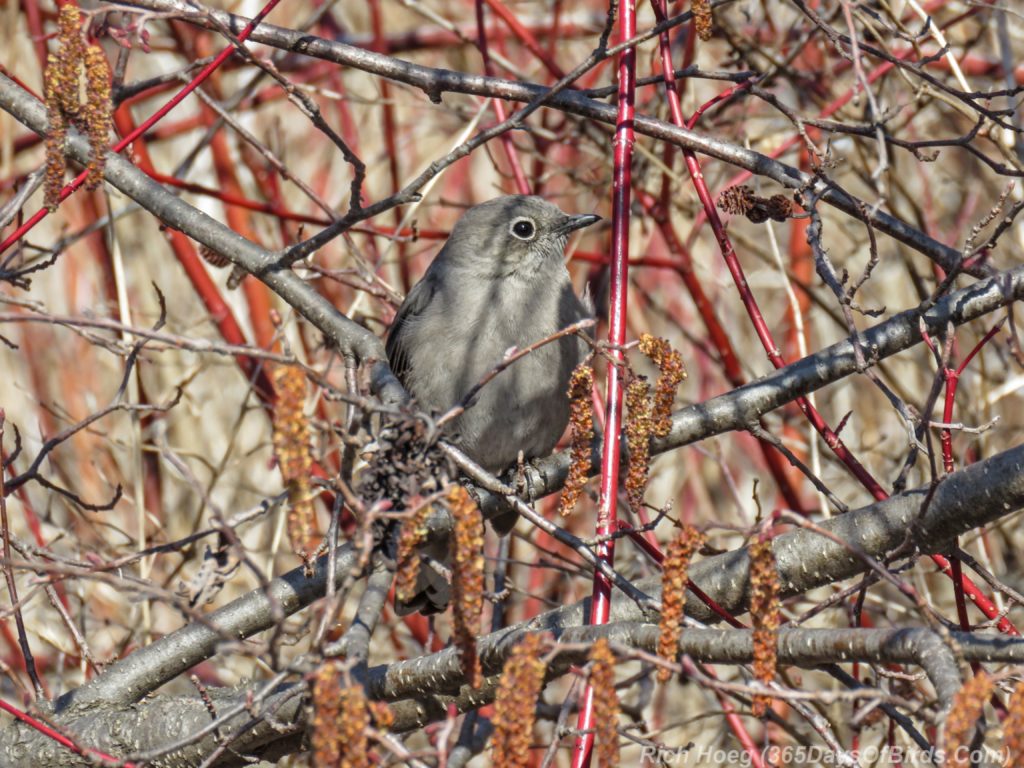 Y3-M04-Western-Waterfront-Trail-Townsend-Solitaire-2